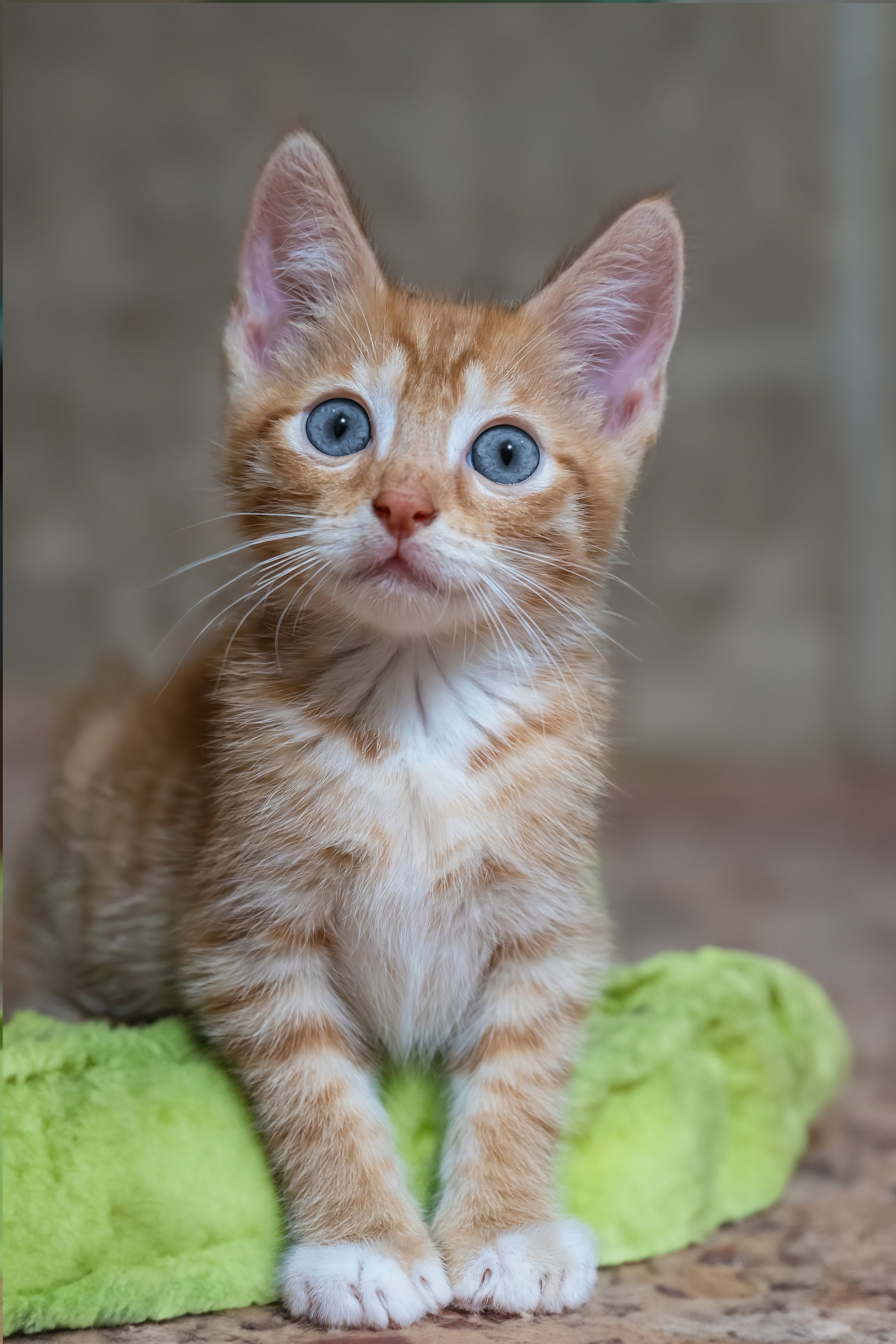 Gatos