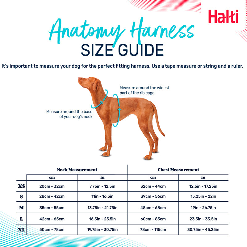 Arnes Anatomia