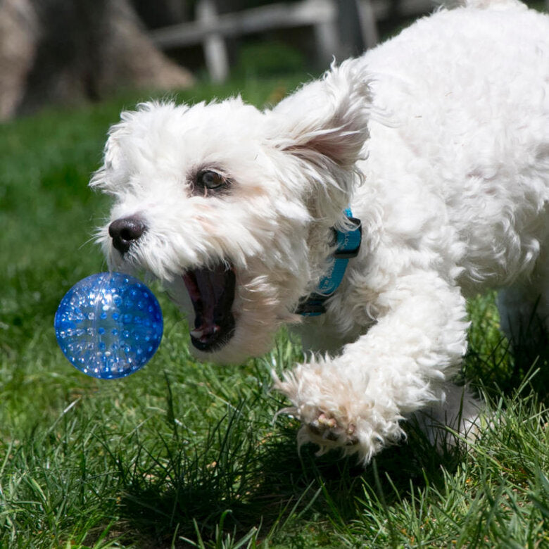 Kong Pelota con Sonido para Perro