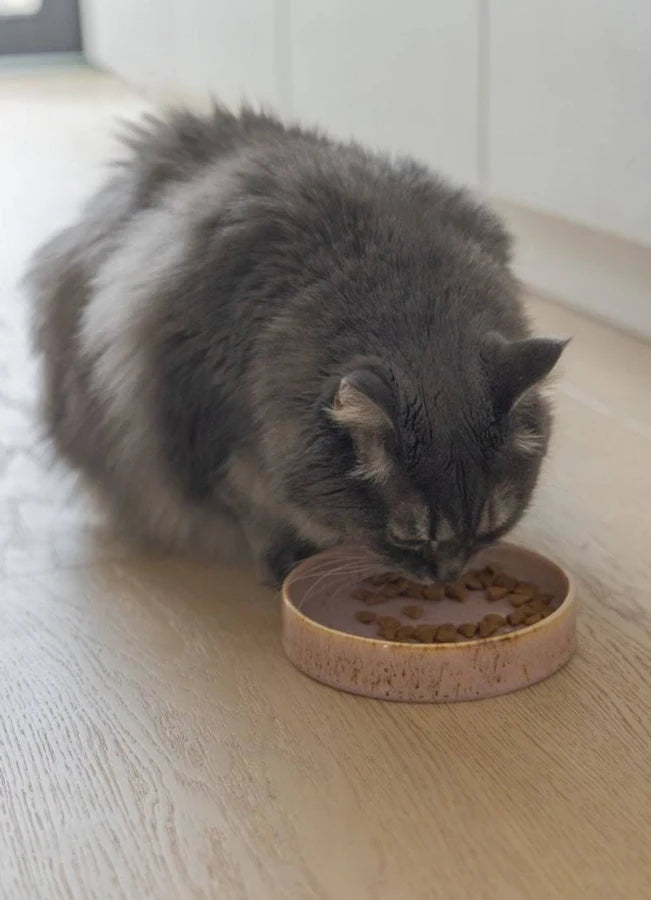 Comedero de Ceramica para Gato