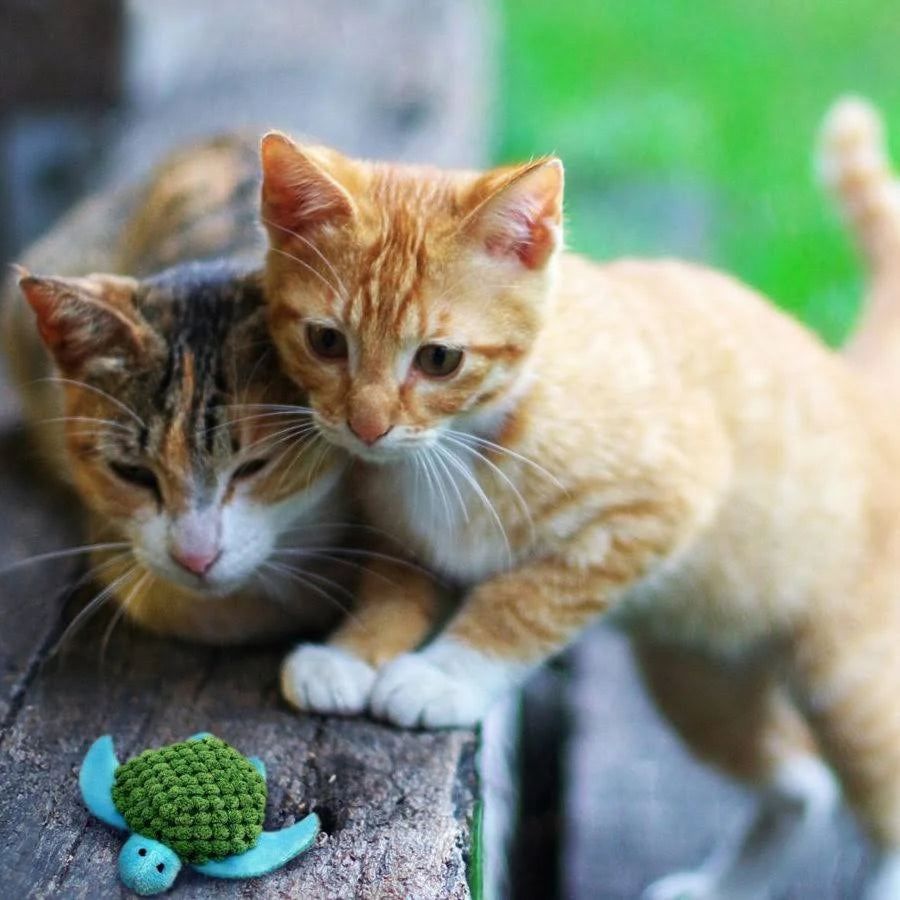 Tortuga Con Catnip para Gato