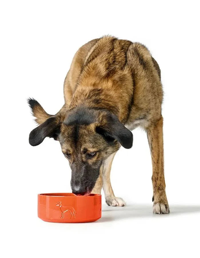 Comedero de Ceramica Osby Naranja para Perro