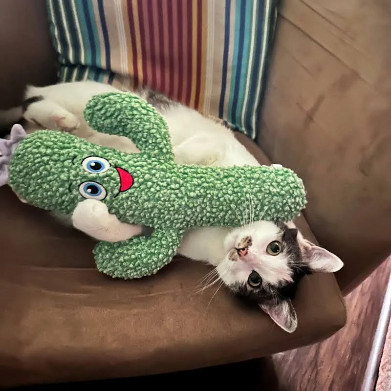 Cactus para Un Juego Estimulante En Gatos