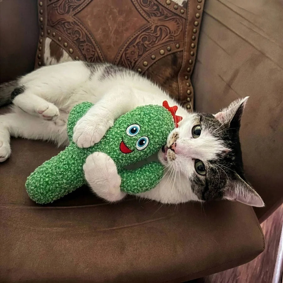 Cactus para Un Juego Estimulante En Gatos