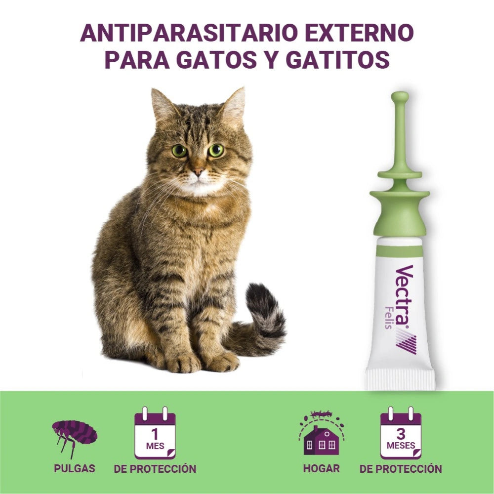 Vectra Felis