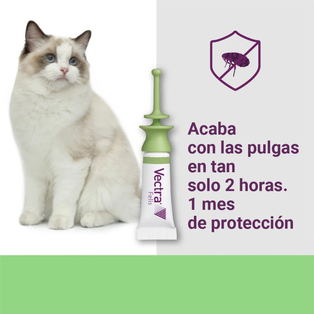 Vectra Felis