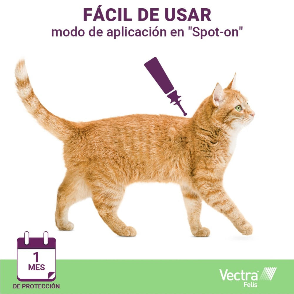 Vectra Felis